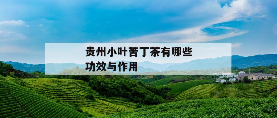贵州小叶苦丁茶有哪些功效与作用